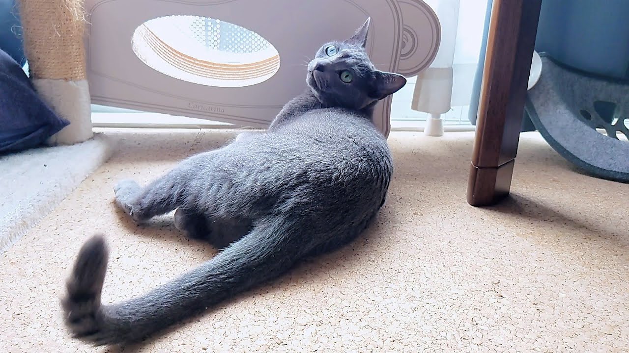 【猫動画】いつもと違う爪とぎに戸惑うロシアンブルー【russianbule】Russian blue puzzled by unusual nail sharpener