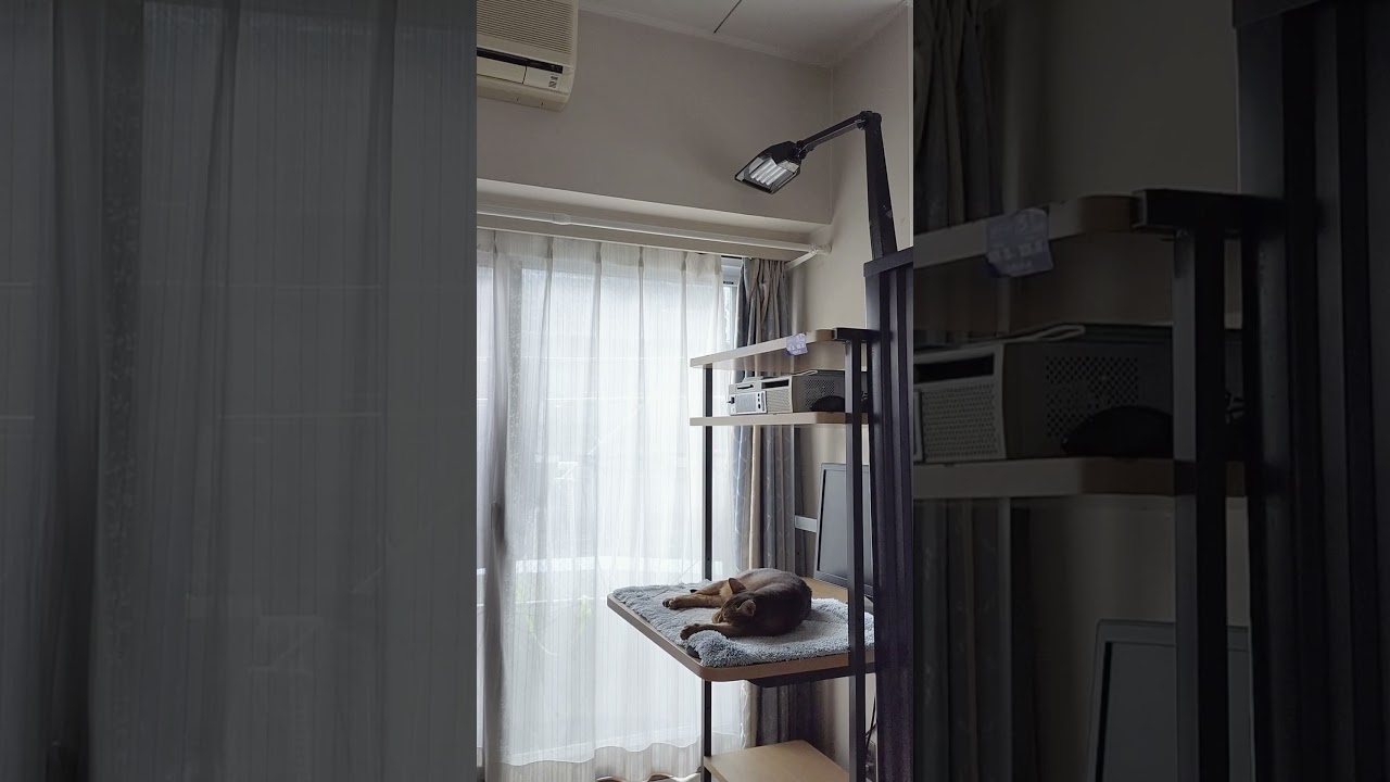 ネコ動画あび＃1740　#shorts　あびの毎日　アビシニアン　あび