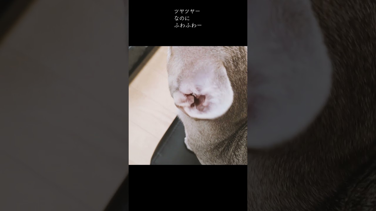 ふわふわ×なめらかで触り心地最高ですよ( *´艸｀)　#シンガプーラ#子猫#shorts