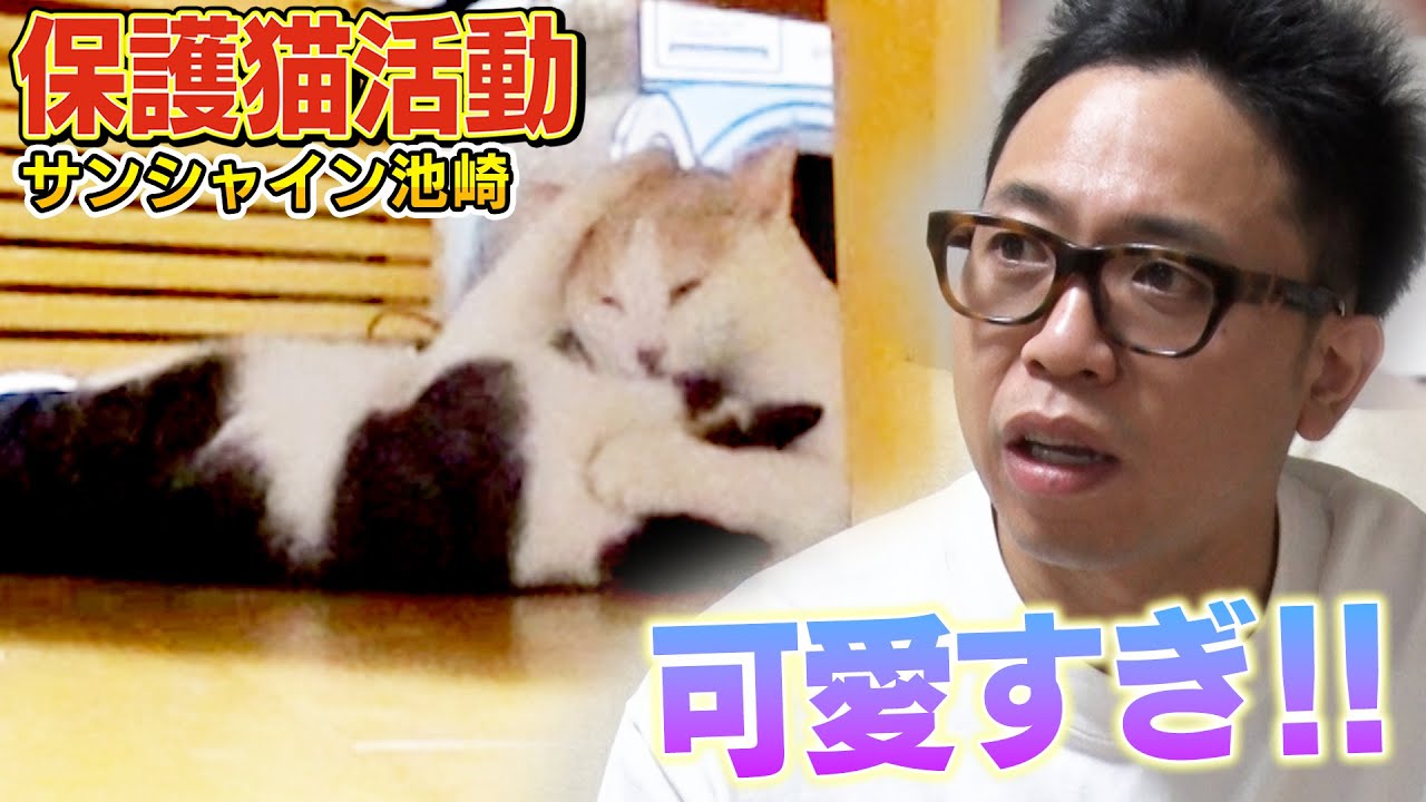 【保護猫活動】サンシャイン池崎家に衝撃！！新入り猫のりしおが先住猫雷ちゃんと急接近！！【預かりボランティア】