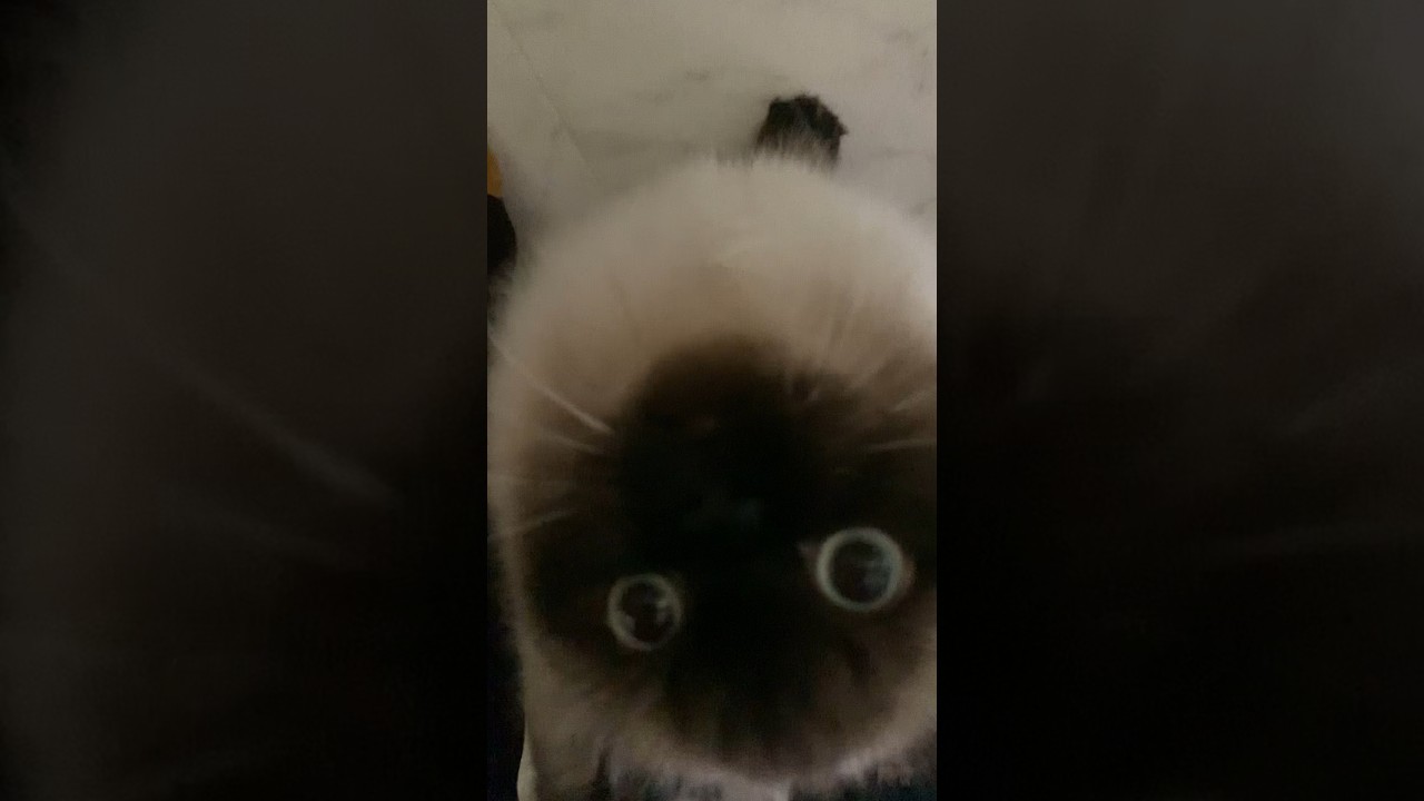 パーンチ！！！ #猫 #日常 #ヒマラヤン #shorts