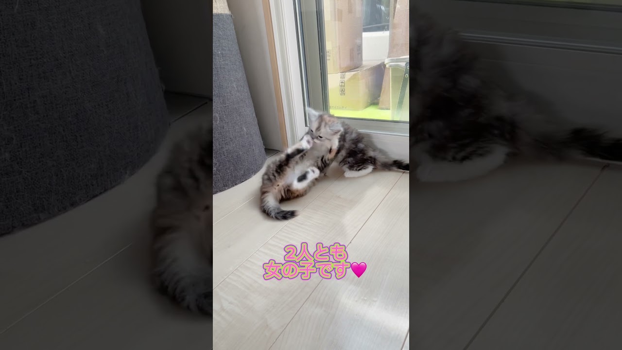 ミヌエットちゃん姉妹🩷 【お問合せ詳細は説明欄に記載あります】 #猫 #マンチカン #ミヌエット #子猫販売 #猫のいる暮らし #猫動画 #ブリーダー直販 #ラパーマ #子猫 #スクーカム