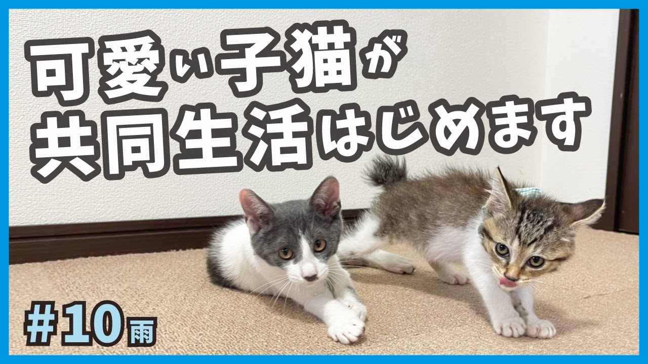 【保護 猫】元野良猫、保護した子猫の共同生活は癒しがいっぱい。【大雨大猫風邪そして子猫・雨10】/ I rescued a kitten who caught a cold