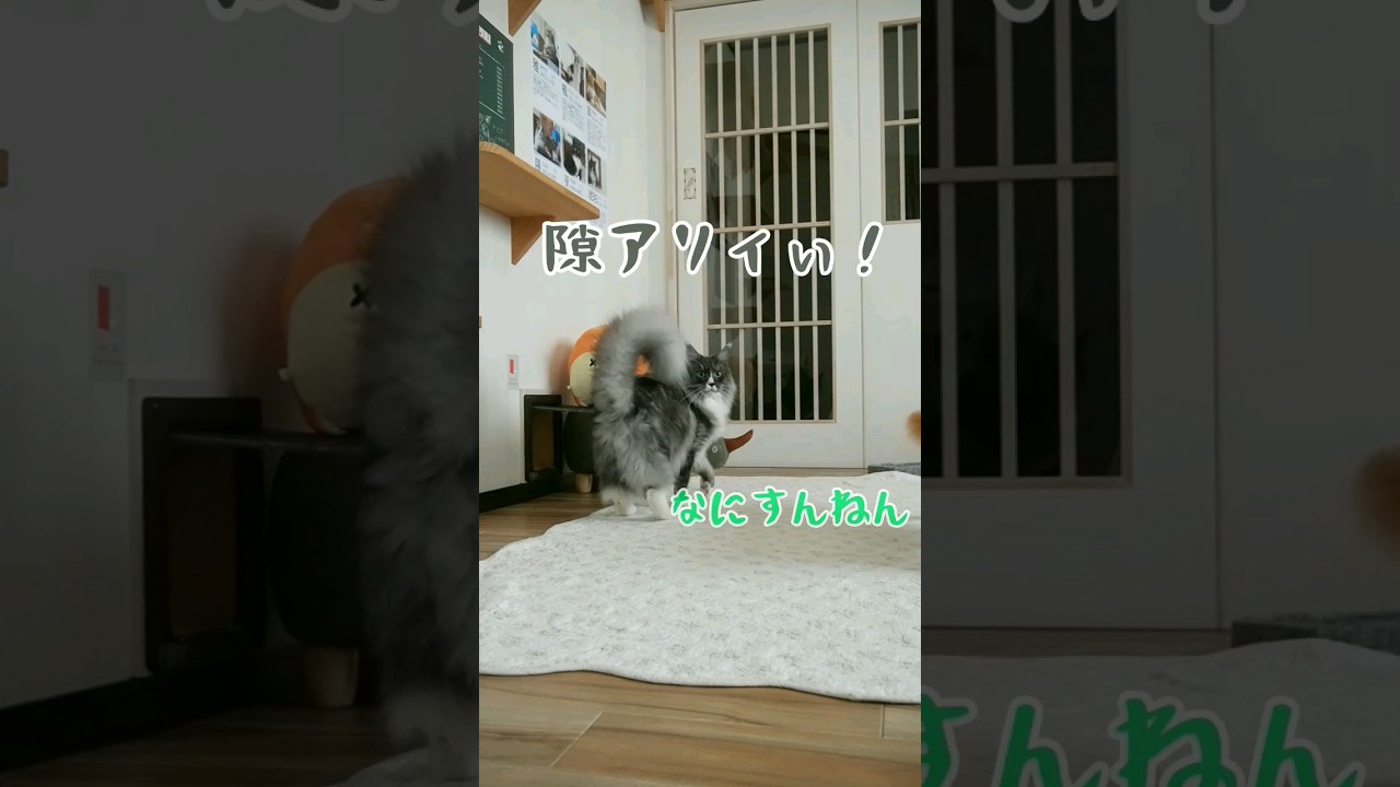 今日の出勤風景【0716】 #メインクーン #cat #猫動画おもしろい #可愛い猫 #猫動画可愛い #猫カフェ #猫動画 #茶トラ #かわいい猫 #白黒猫 #shorts