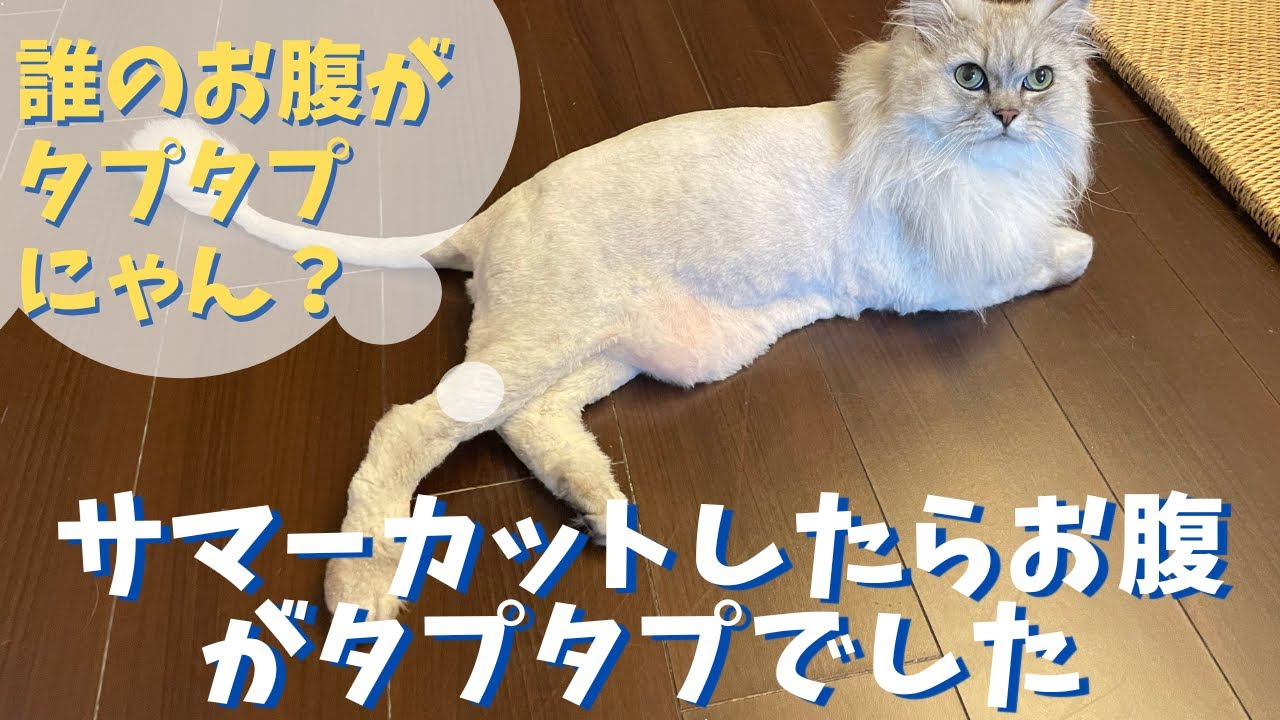 サマーカットしたらお腹がタプタプでした