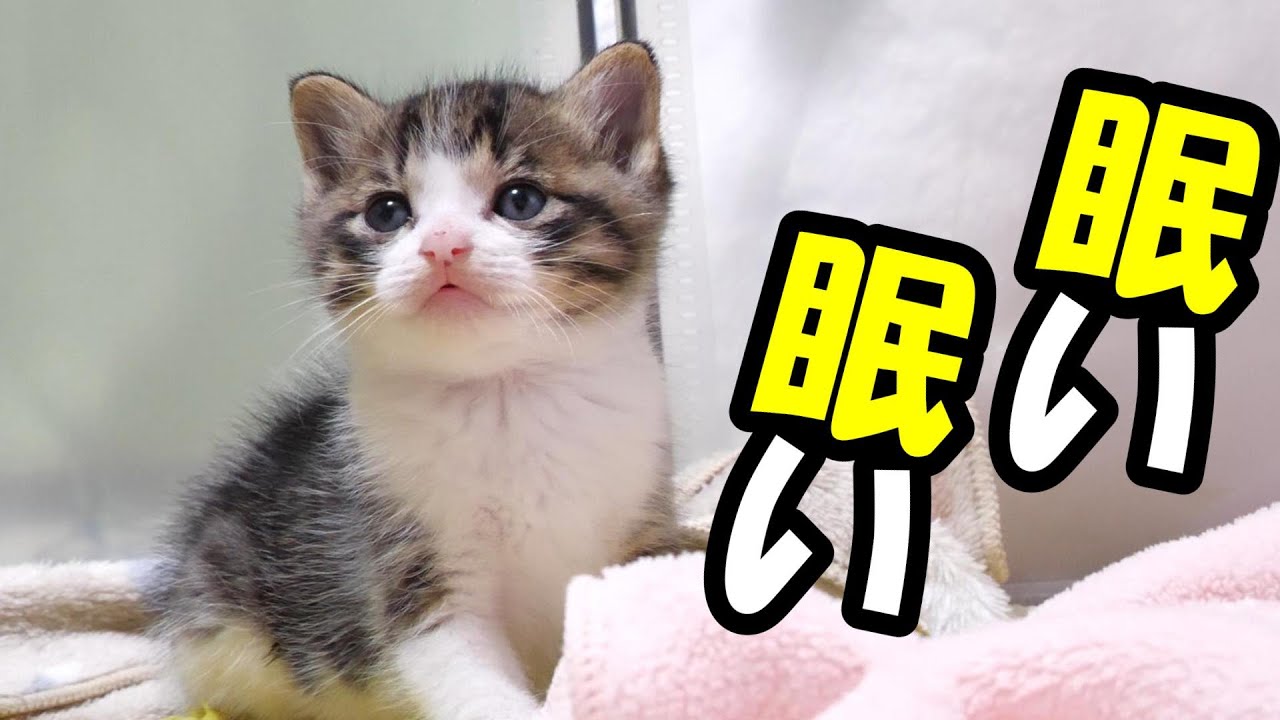 眠い、眠いと寝やすい場所を探す子猫たち【赤ちゃん猫　保護猫】