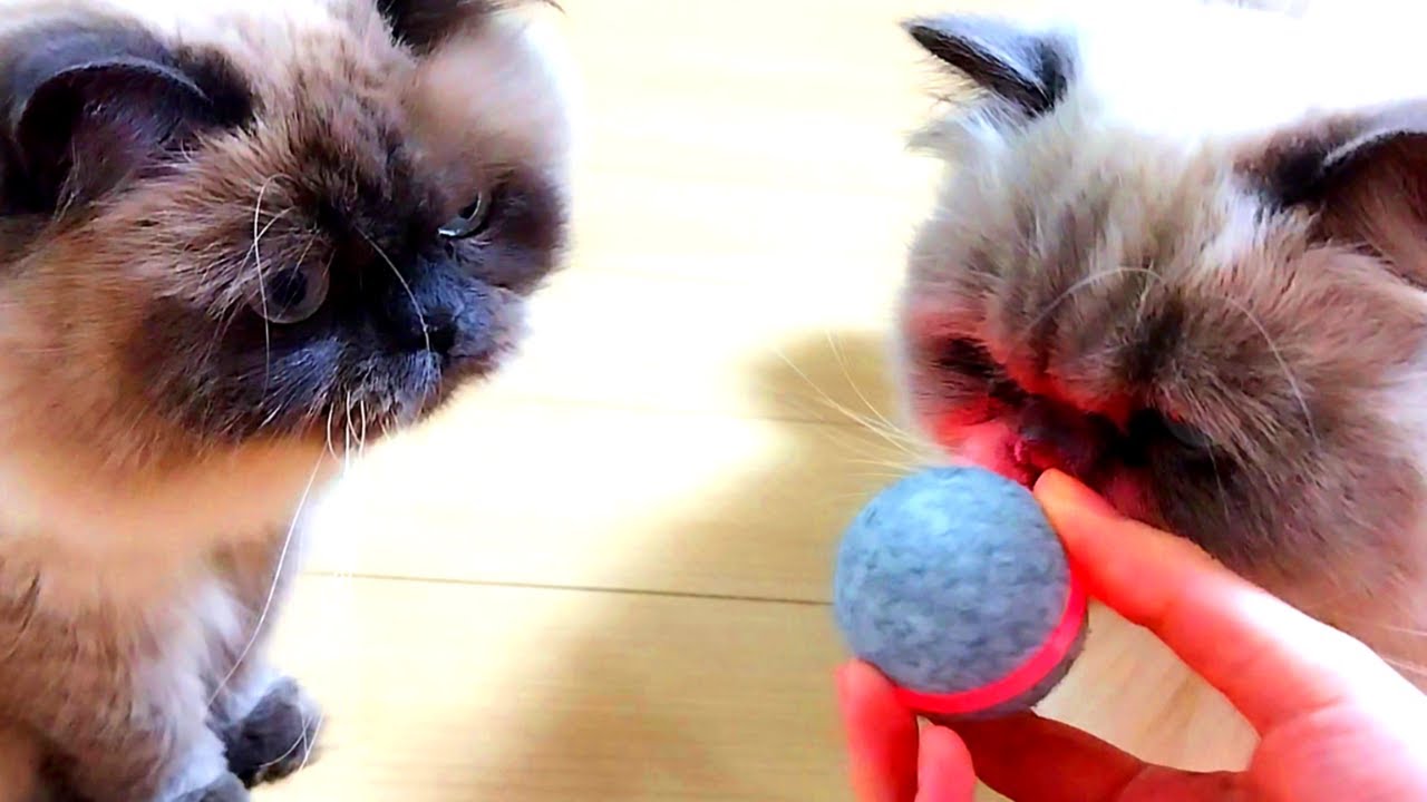 電動ボールで猫たちと遊んでみました【ヒマラヤン猫】
