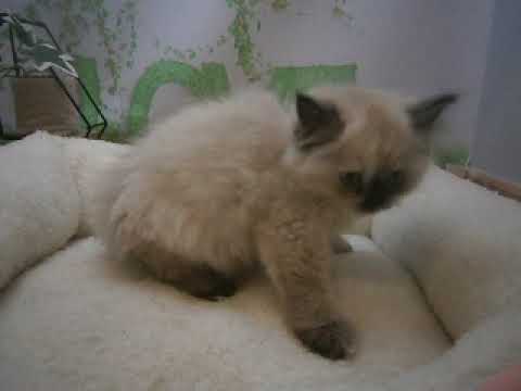 641522 ヒマラヤン