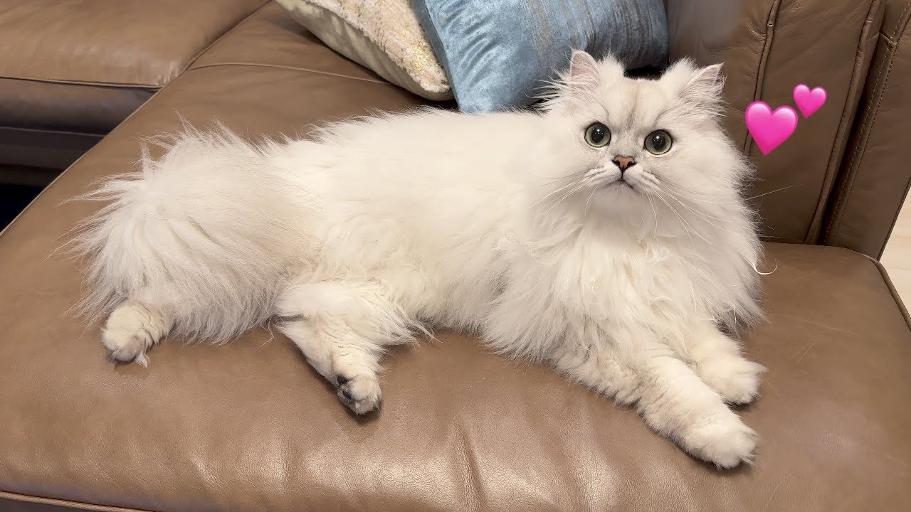 両親に猫のペットシッターを頼んだら懐いてしまいました…笑