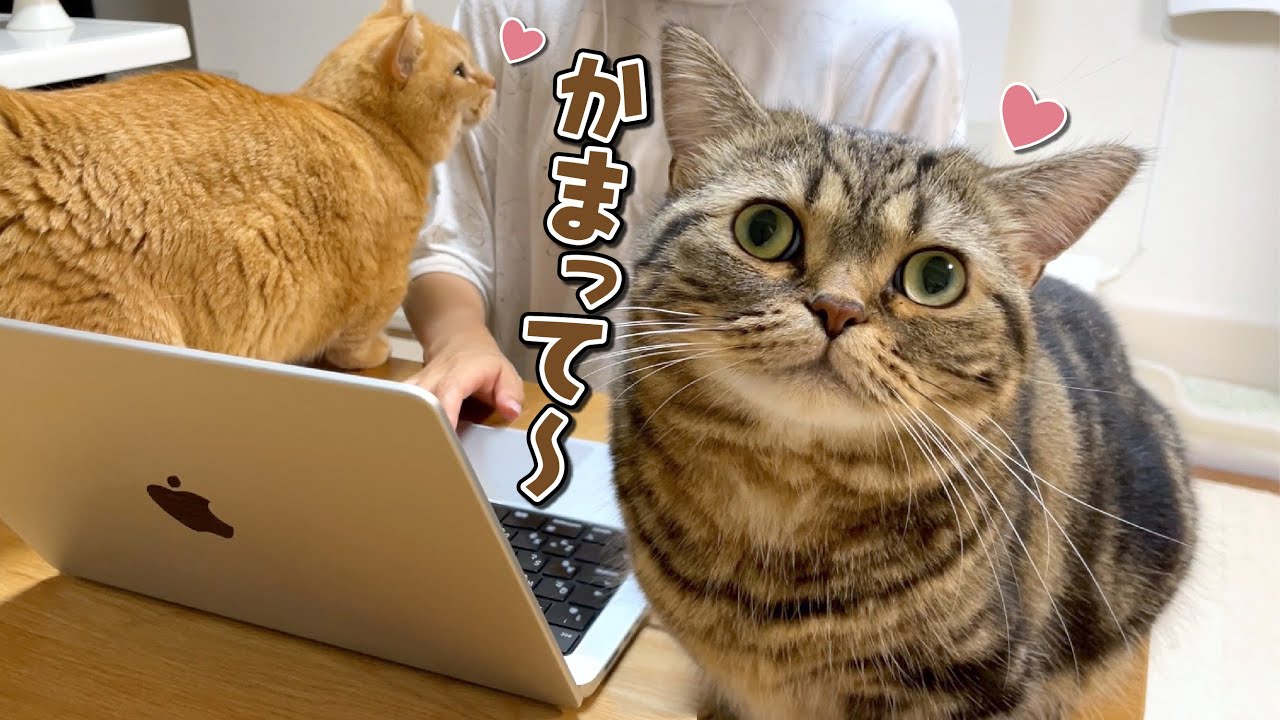 リビングで作業していたら構ってちゃんに絡まれてこうなりました！