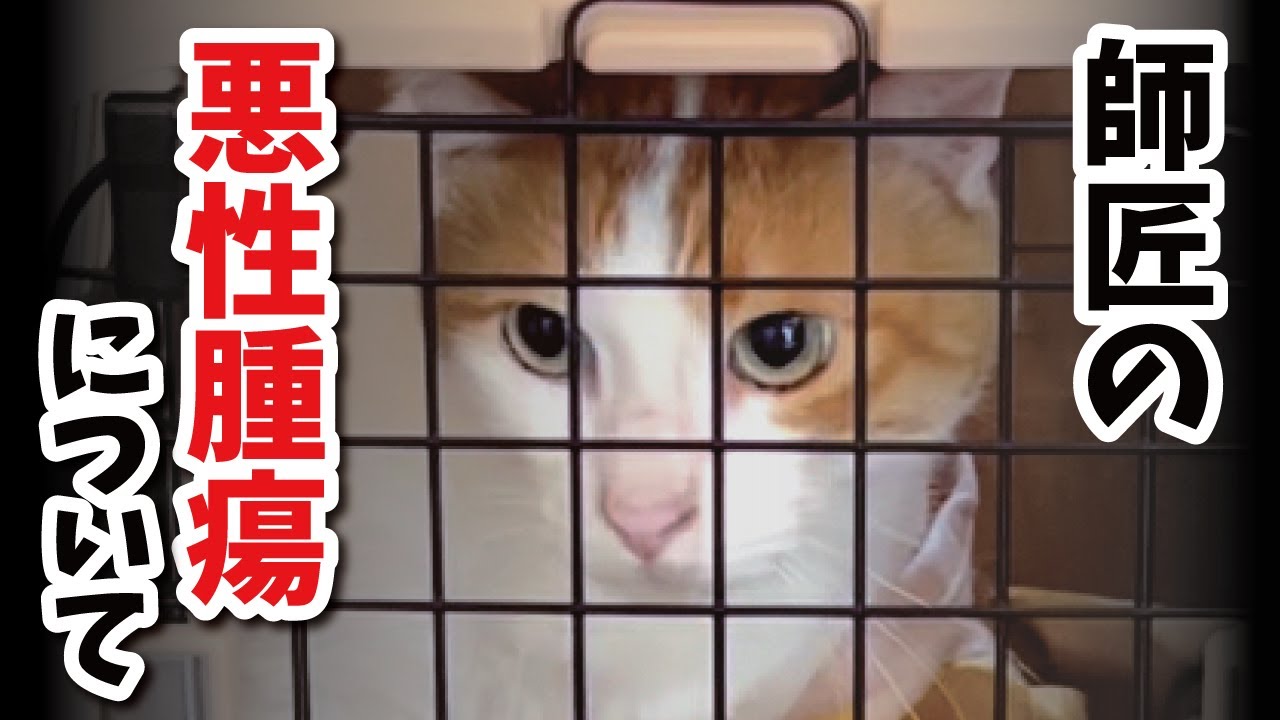 先住猫の病気についてお話します