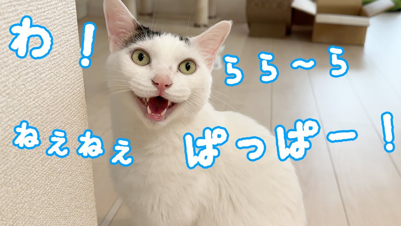 撫でてほしくてお喋りアピールがすごい猫！