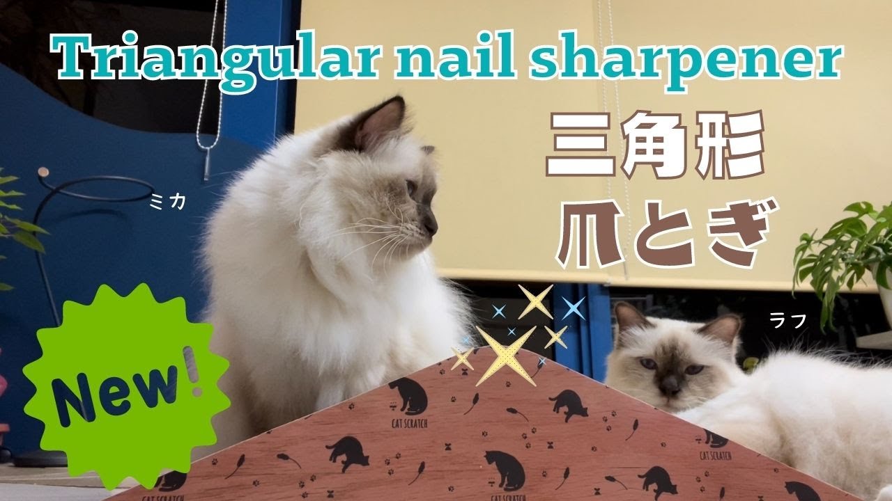 バーマン猫たちの新しい爪とぎ【三角形爪とぎ】Triangle nail sharpener（バーマン猫）Birman /Cat