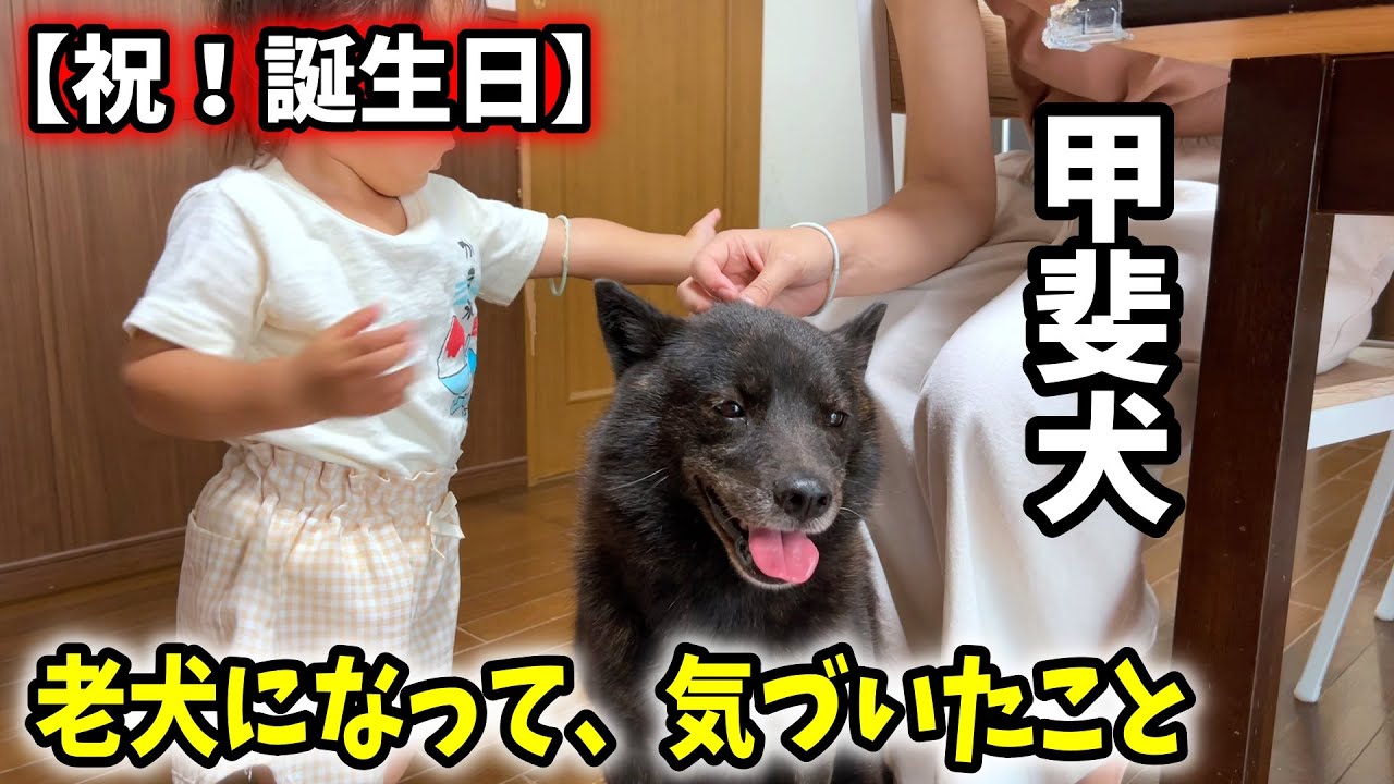 甲斐犬について、新しい発見をしました【甲斐犬と猫と娘】【老犬】