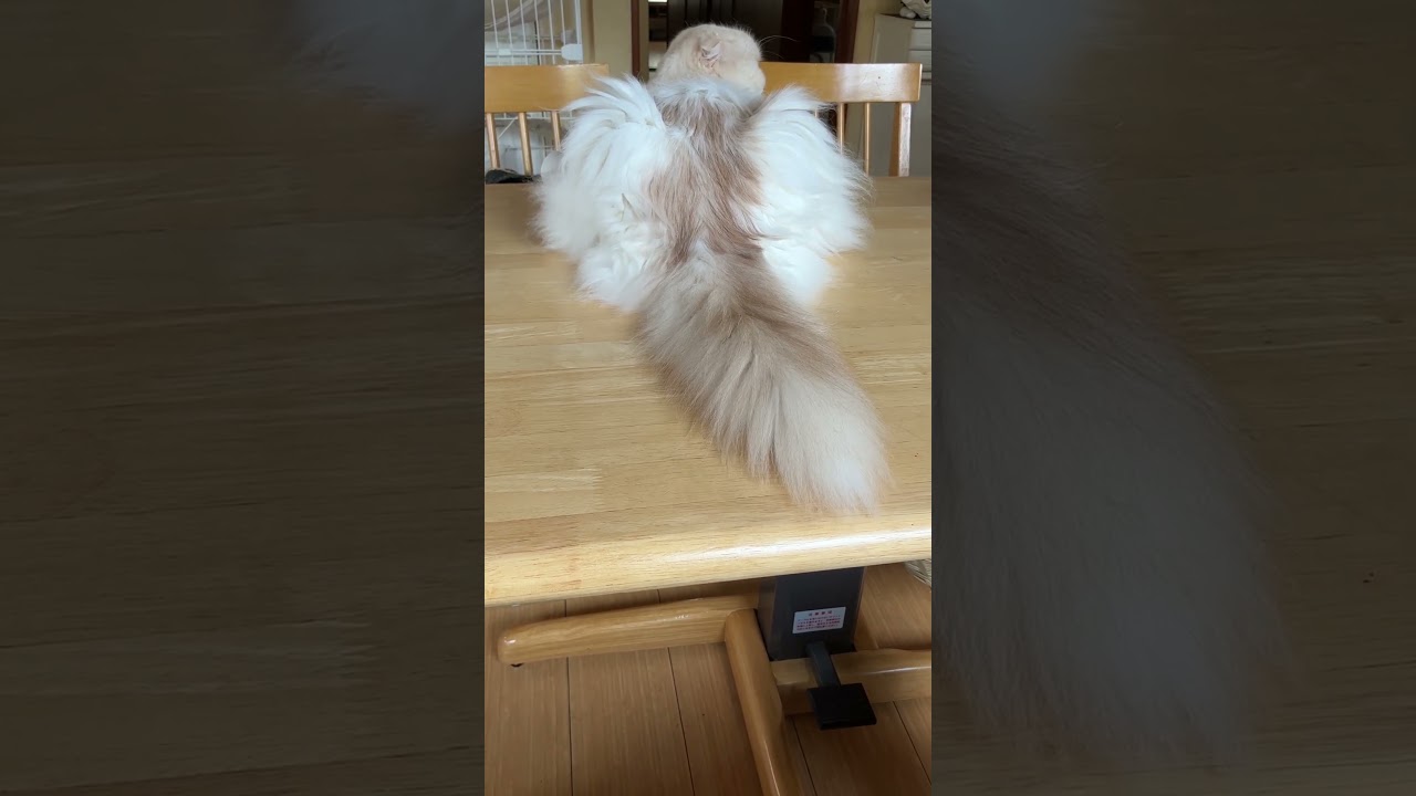 ぷりぷりー！ #スコティッシュフォールド #後ろ姿 #バック美人 #しっぽ #お尻 #癒し #猫