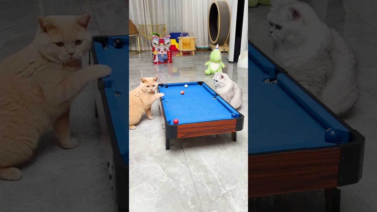 Brown Cat Cheating With White Cat #cat #catcute #ytshorts #animal #youtube  #cutekitty #lover #viral