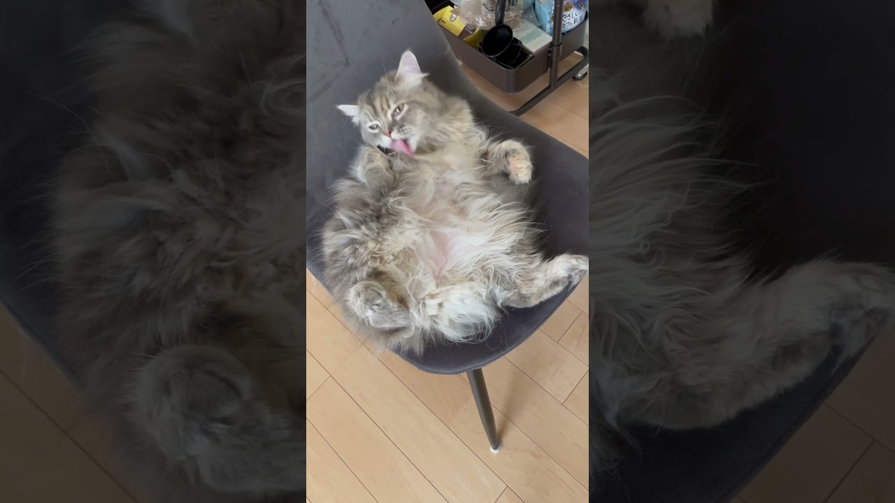 くつろぎ過ぎなラガマフィン #猫のいる暮らし #子猫動画 #猫動画