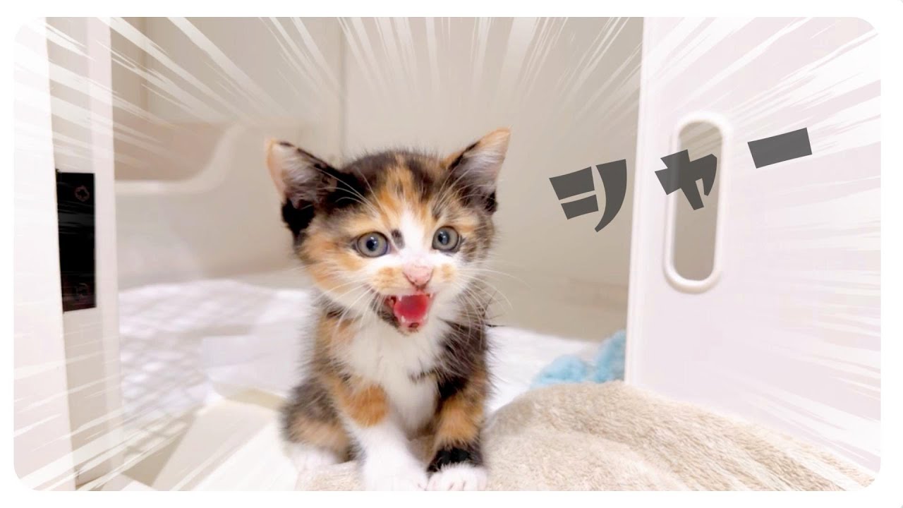 【子猫】シャーをこんにちわと覚えてしまった？！子猫【保護猫生活6日目】