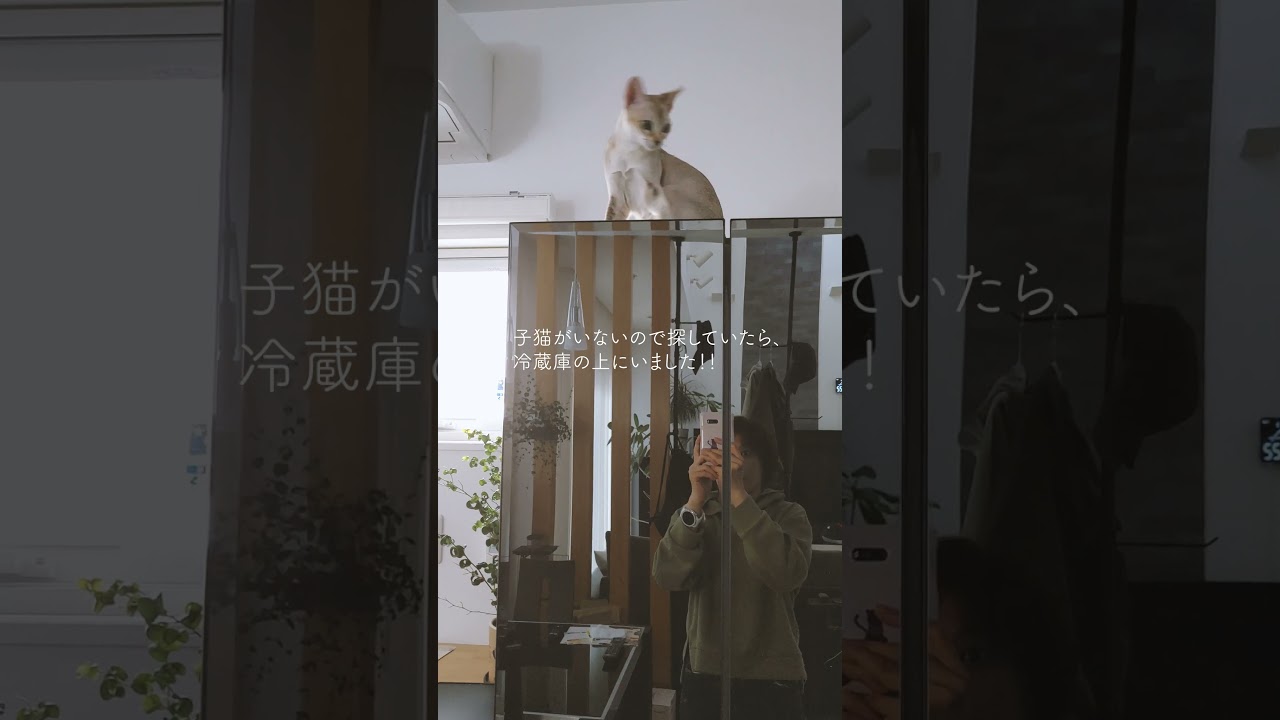 子猫がいないのでさがしていたら・・・#シンガプーラ#子猫#shorts