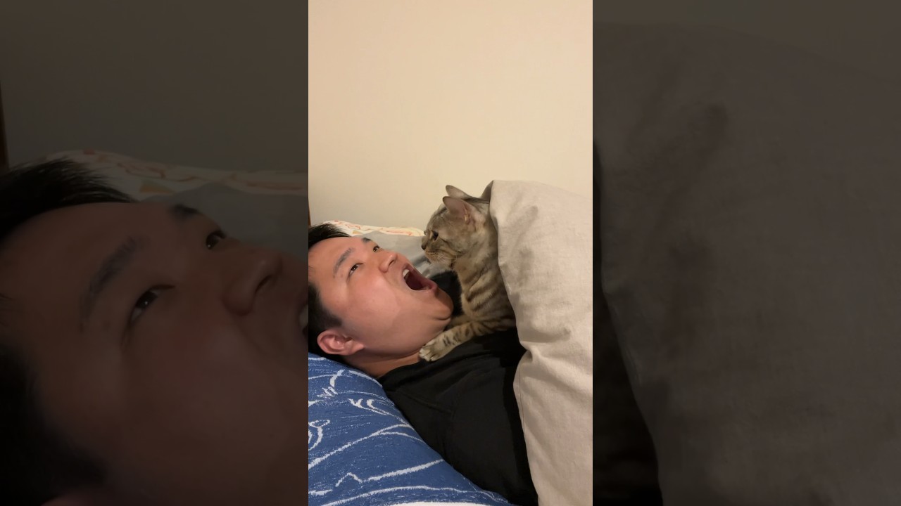 添い寝しながら猫食ってみた #ベンガル #ルトロゼ #猫