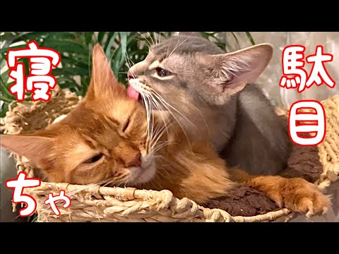 【癒し閲覧注意】僕は眠くなったケド皆んなは寝ちゃダメ❣️【ソマリ】