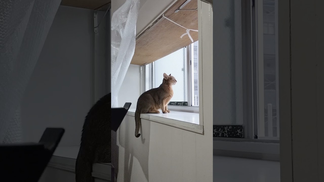 ネコ動画あび＃1767　#shorts　あびの毎日　アビシニアン　あび