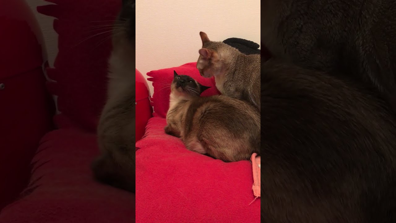 たぬき猫が好きすぎてフガフガ猫吸い（？）しちゃうシンガプーラなのにゃ♪