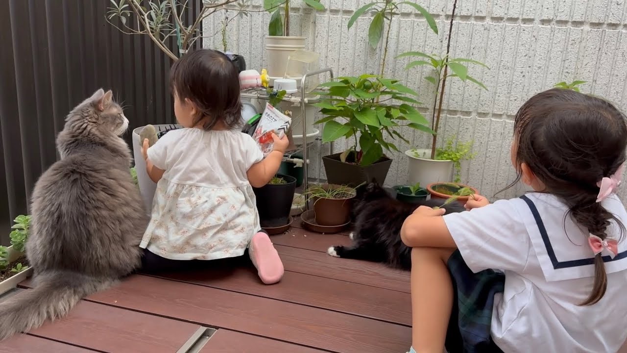 子供と一緒に外スペースを楽しむ猫　ノルウェージャンフォレストキャット　ラガマフィンA cat enjoying the outside space with a child.