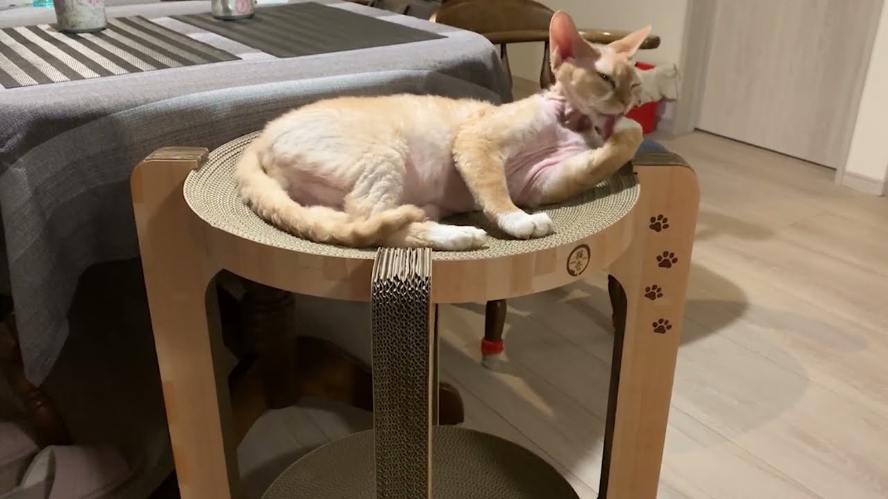 デボンレックス猫が2階建爪研ぎで寛いでいます(Devon Rex cat lying comfortably on the new cat  scratcher)