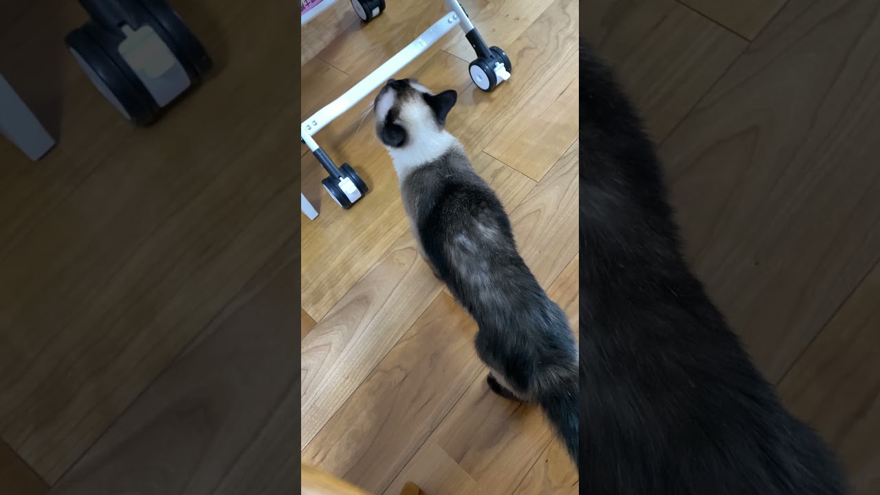 【2023.07.07】今日のシャム猫のふくさん（音無し）【たぬき猫】 #shorts