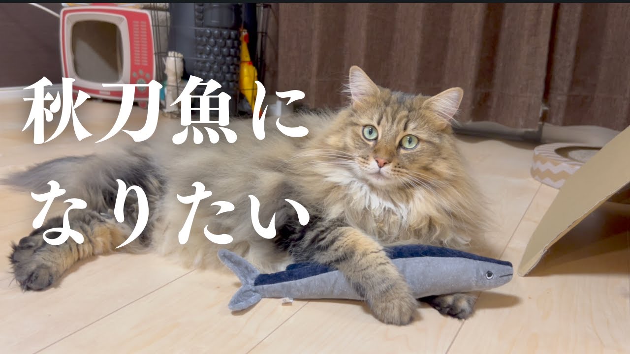 サイベリアンの相棒が決定しました。