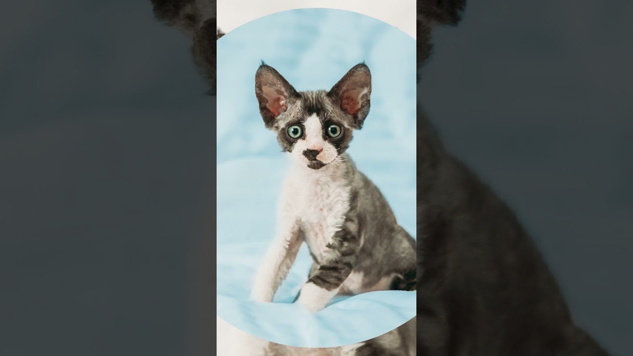 KUCING CORNISH REX