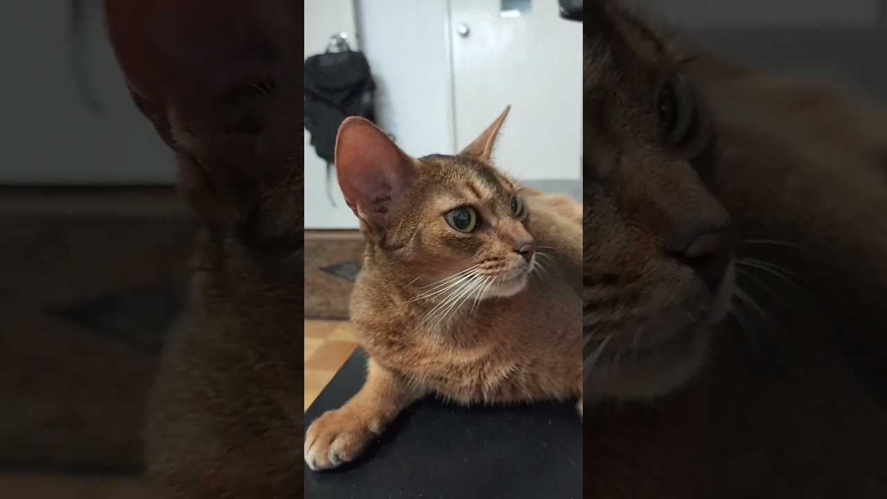 ネコ動画あび＃1748　#shorts　あびの毎日　アビシニアン　あび