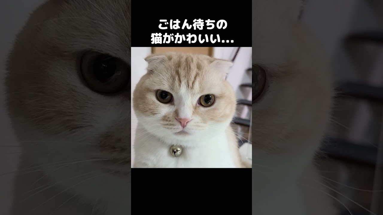 ご飯待ちの猫が丸くてかわいすぎる...#shorts