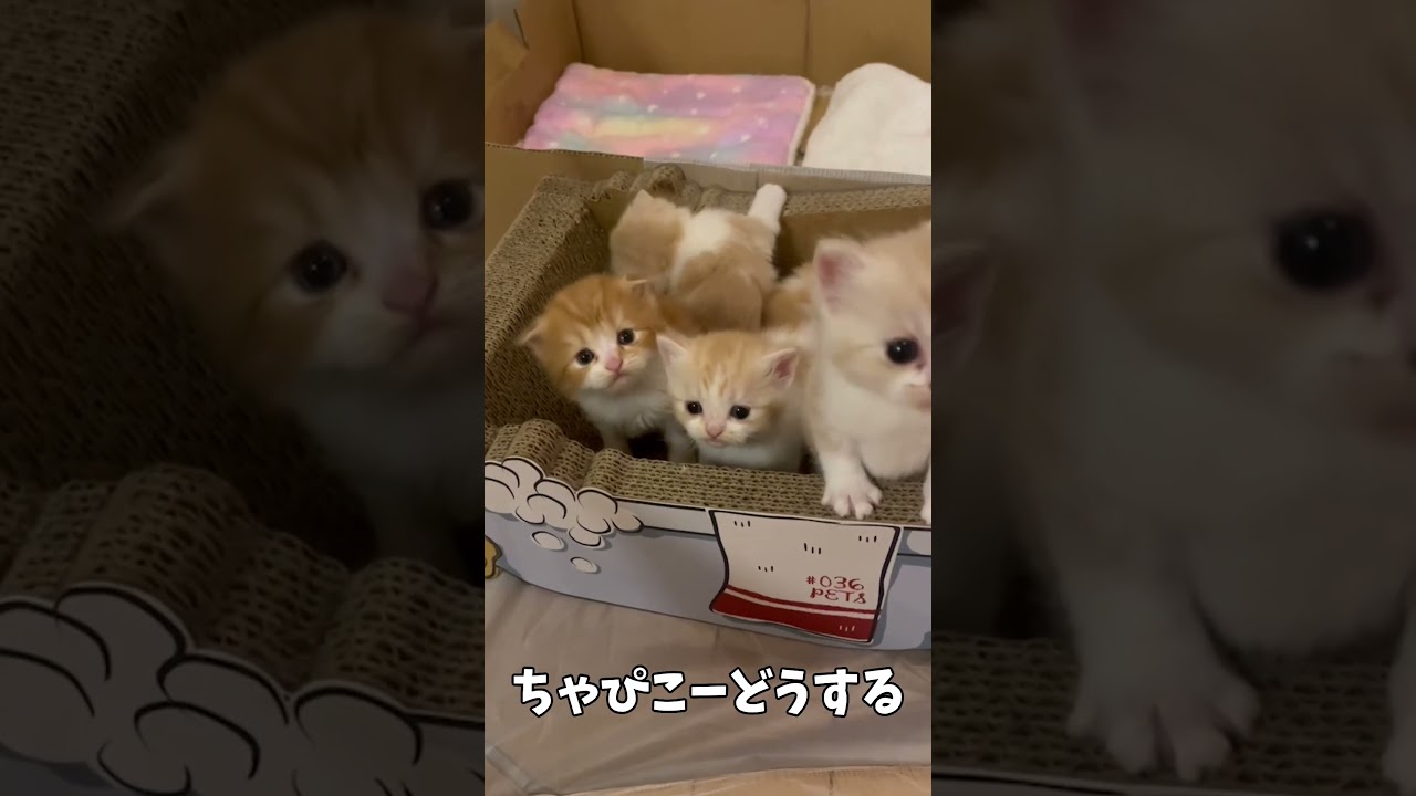 赤ちゃん子猫が欲しいと思った人はコメントしてね【ミヌエット】#Shorts