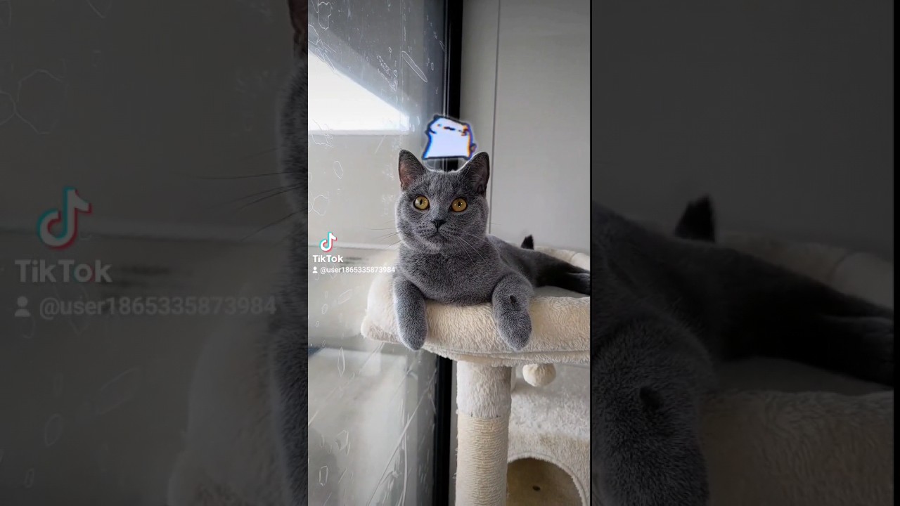 TikTokのノリは嫌いな猫(Cats that don't like TikTok glue)