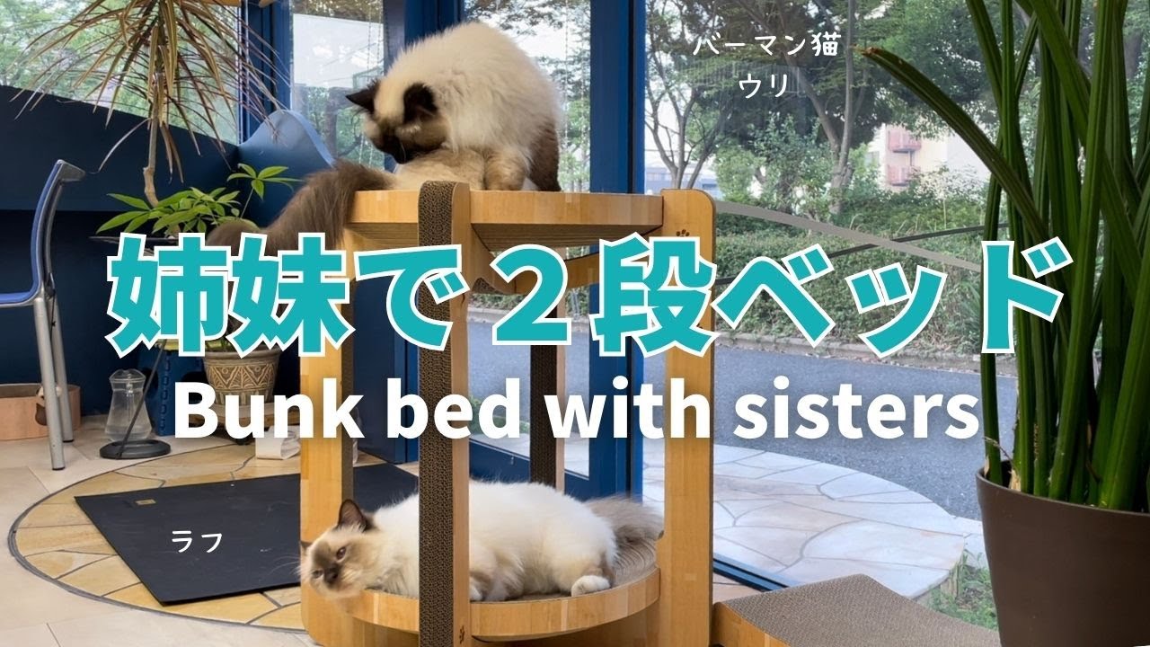 バーマン猫ラフとウリとミカ【姉妹で２段ベッド】Bunk bed with sisters（バーマン猫）Birman/Cat