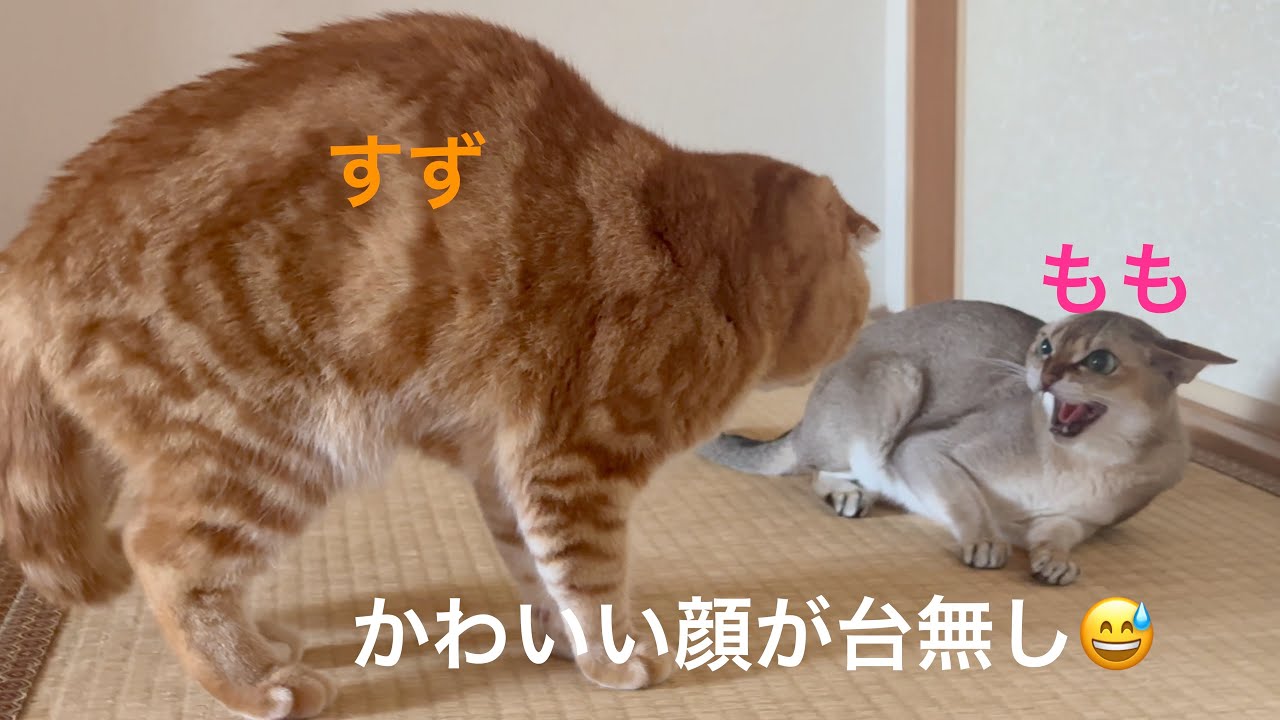 猫団子になる日が来るんだろうか⁉️シンガプーラ「もも」 vs スコティッシュフォールド「すず」 #シンガプーラ #スコティッシュフォールド #猫
