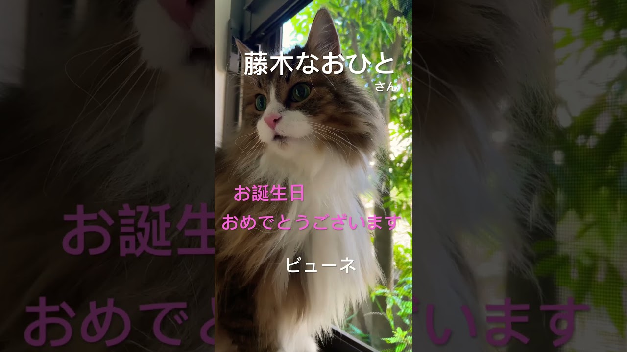 #藤木直人 #cats #cat #猫との暮らし #ノルウェージャンフォレストキャット #猫動画 #shortsvideo #推し #shorts ＃ハリーポッター#かわいい猫 #大型猫