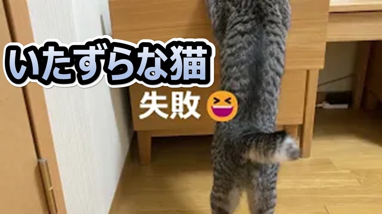 【スズは天才❓知らんけど】扉を簡単にOPEN🐈‍⬛　怒られない方法分かってる😅　ゆるーく癒されてね😍