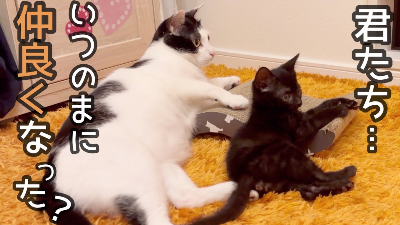 ウルンと子猫がいつの間にか仲良しになっていました。
