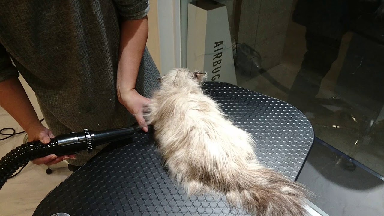 blower.Deko POPS' Himalayan ヒマラヤン。高風圧ドライヤーno.Ⅱ