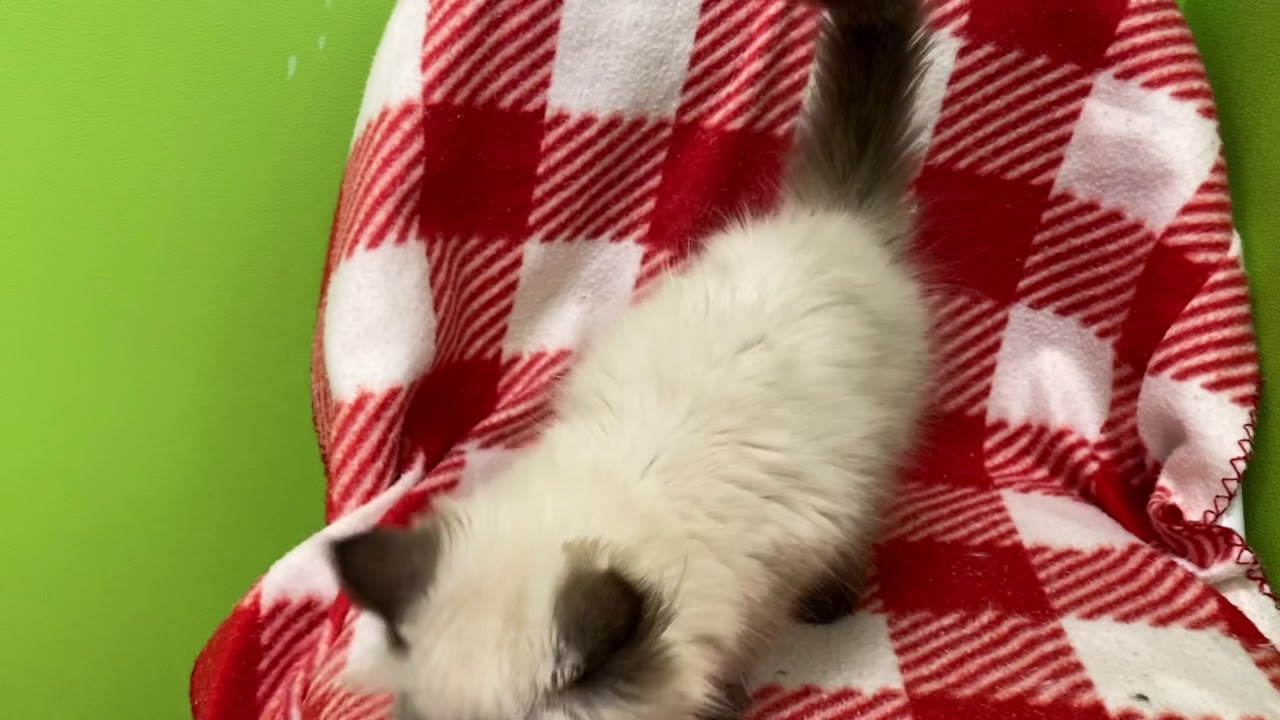 ヒマラヤンちゃん