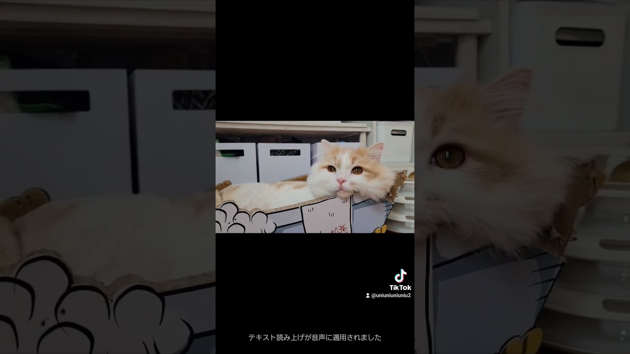 ねむねむ子猫 #ラガマフィン #子猫 #cat
