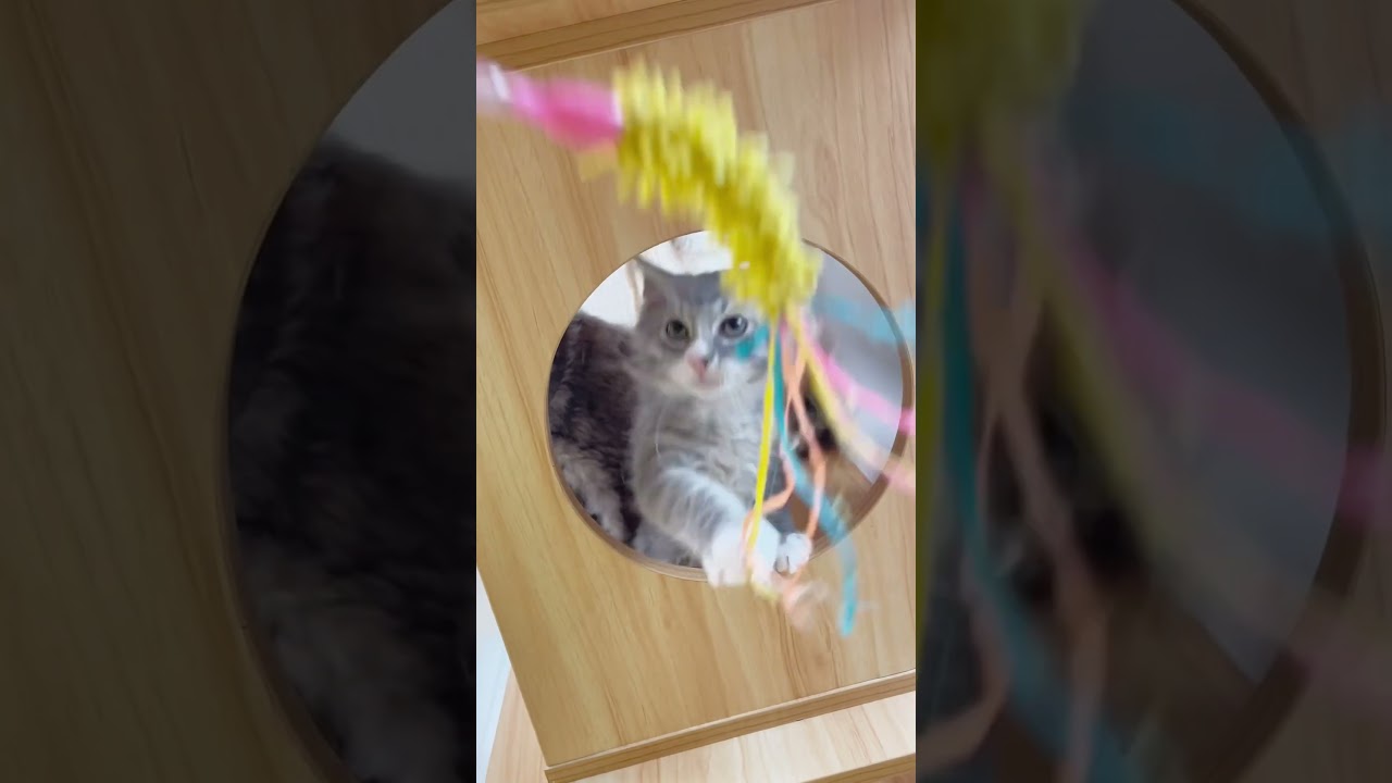 おもちゃ好きラパーマちゃん🩷 【お問合せ詳細は説明欄に記載あります】 #猫 #マンチカン #ミヌエット #子猫販売 #猫のいる暮らし #猫動画 #ブリーダー直販 #ラパーマ #子猫 #スクーカム