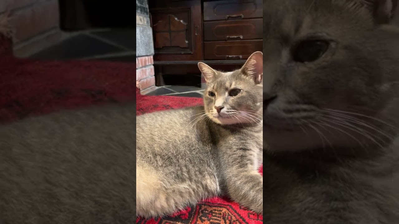 #風の猫　桂子さんが降りてきた..　と、恋しい人を見るようなまなざしでみつめる猫…　#shorts