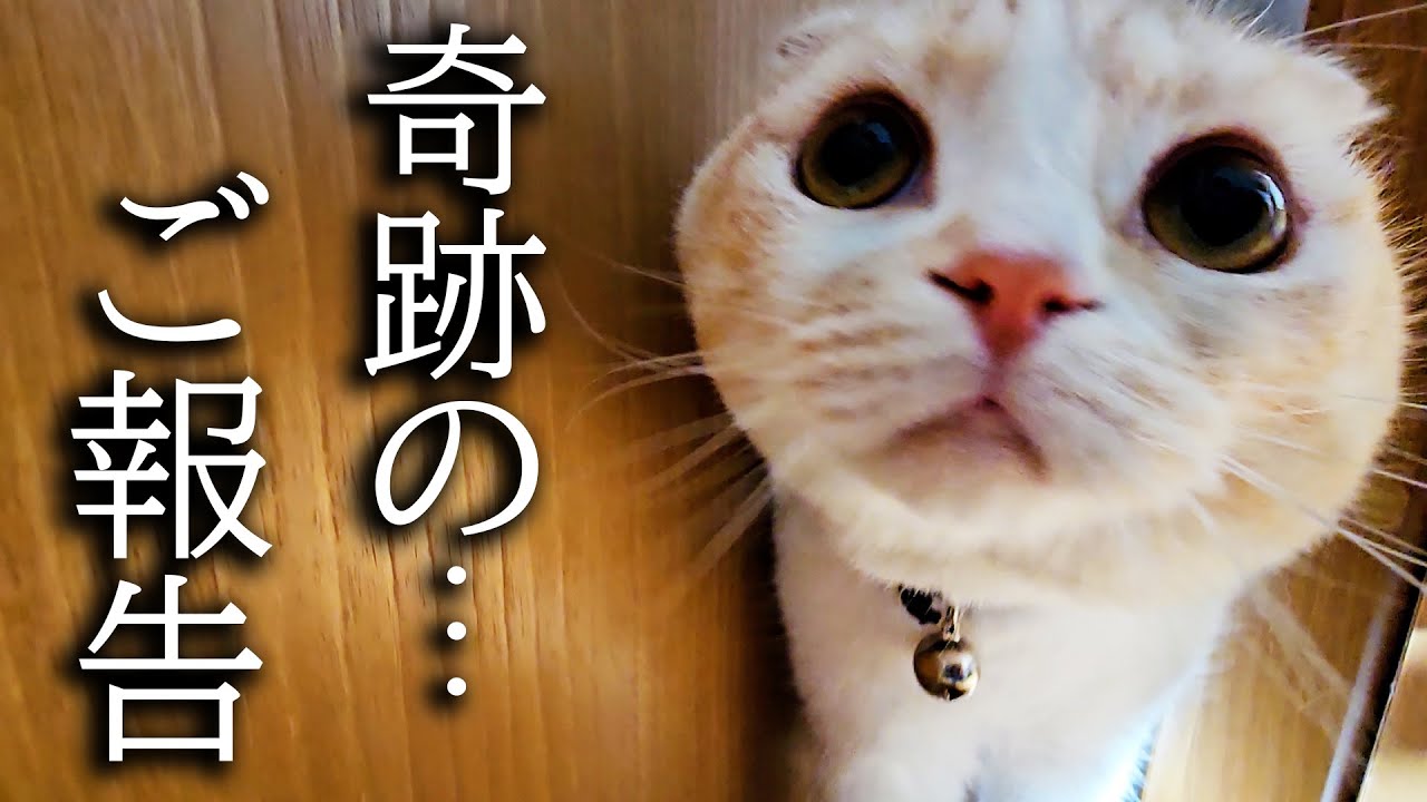 猫が徹夜で看病したら奇跡が起きました...