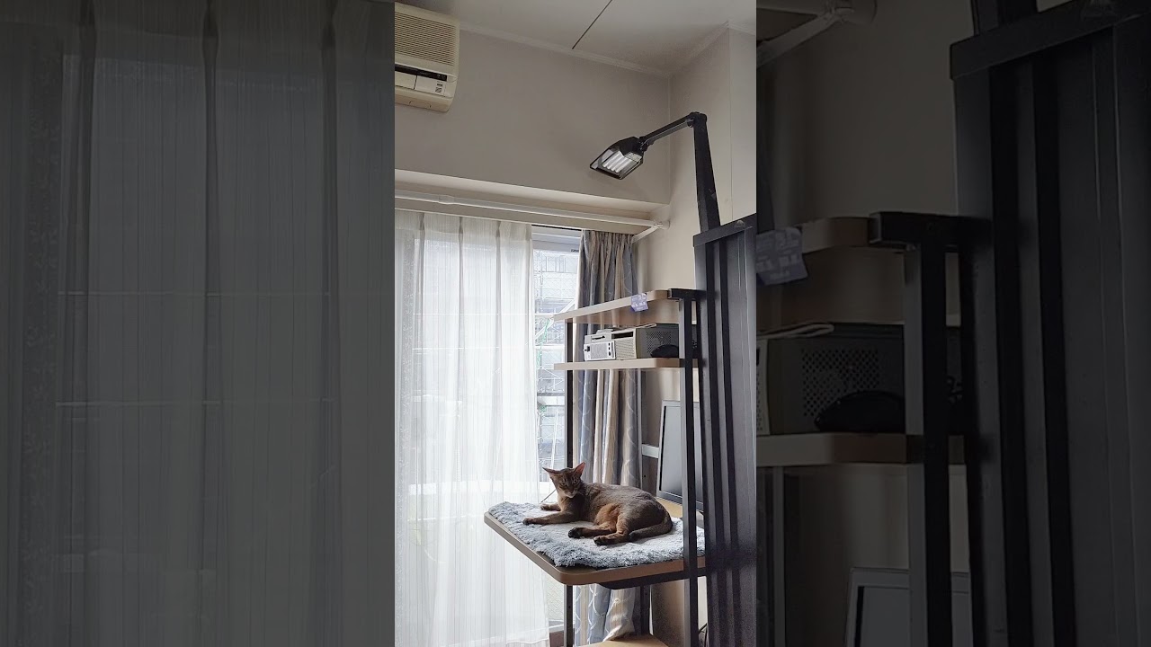 ネコ動画あび＃1757　#shorts　あびの毎日　アビシニアン　あび