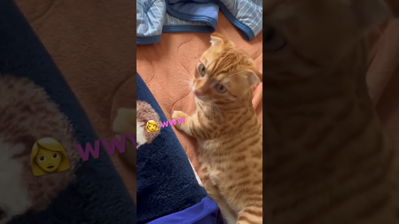 ズリ落ちるコモ〜🐈ww #キンカロー #猫 #cat #子猫 #猫のいる暮らし #catlover #고양이 #catlovers #catvideo #catvideos