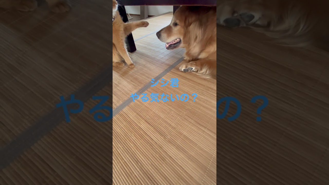 猫にワンプロを仕掛けるゴールデン #ゴールデンレトリバー #セラピードッグ #ソマリ #大型犬のいる生活 #大型犬と猫